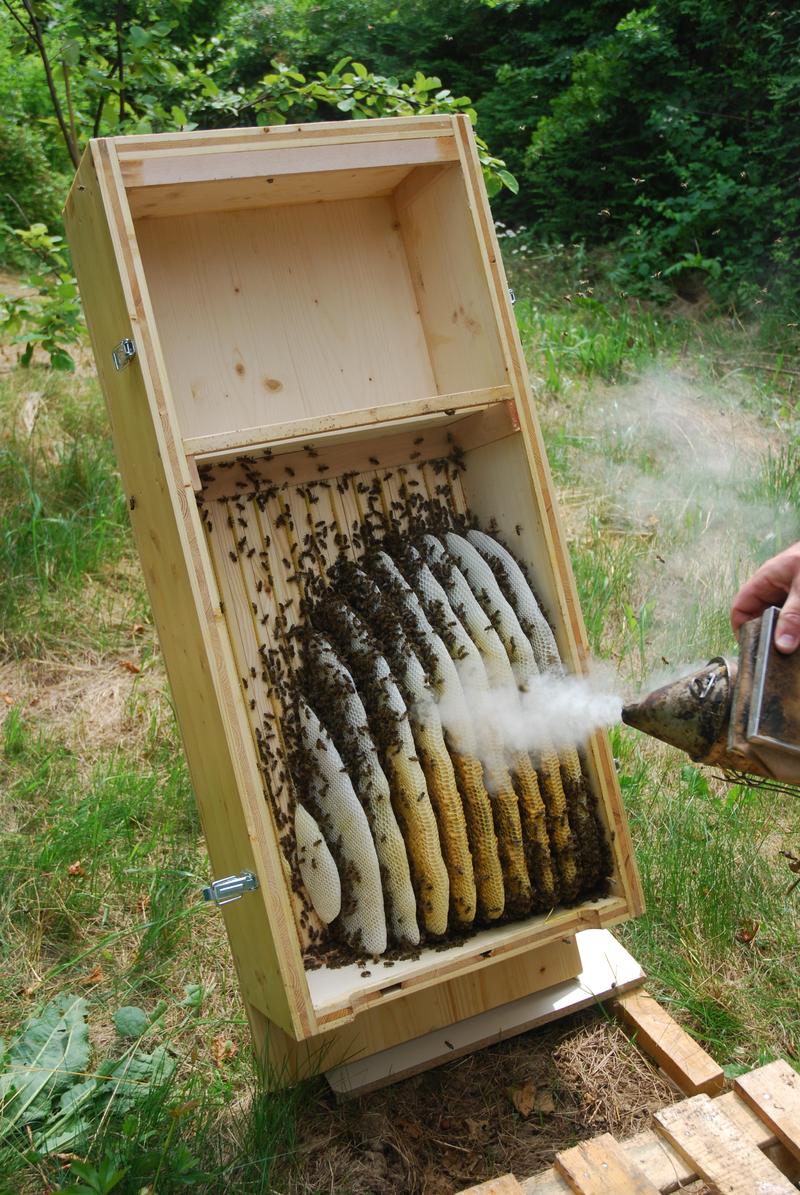 Das &Ouml;ffnen einer Bienenkiste ist immer wieder beeindruckend &ndash; dank des Naturwabenbaus der Bienen. (Foto: Raimund Helm)