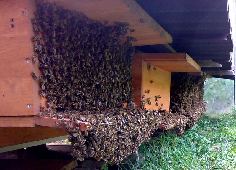 Bienenbart an der Vorderfront der Kiste 