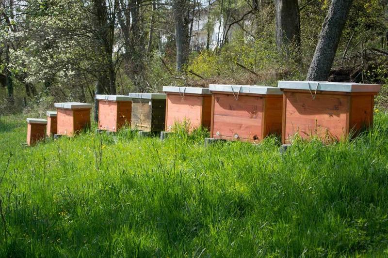 Einraumbeuten bei Mellifera e. V.. (Foto: Mellifera e. V.)