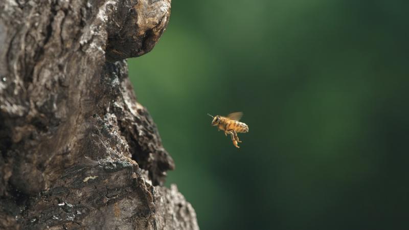 Die kleine Biene Bee ist die Hauptperson in "Tagebuch einer Biene". (Foto: Brian McClatchy)