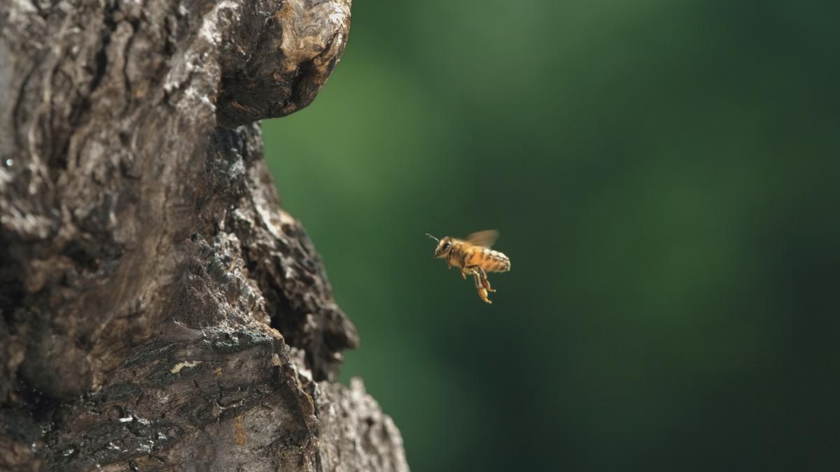 Die kleine Biene Bee ist die Hauptperson in "Tagebuch einer Biene". (Foto: Brian McClatchy)