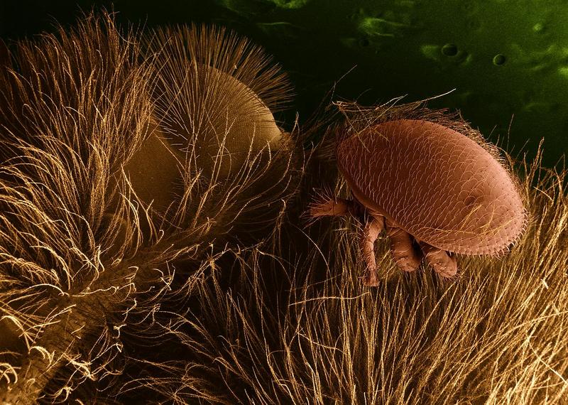 Varroamilbe (Foto: wikipedia.de, public domain)