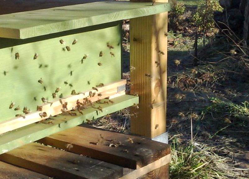 Bei Temperaturen um die 10 Grad fliegen die Bienen auch im Winter 