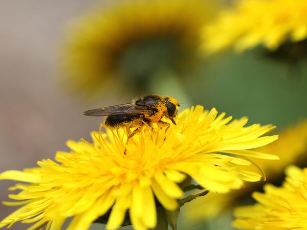 Schwebfliege auf Löwenzahn (Foto: Holger Loritz)