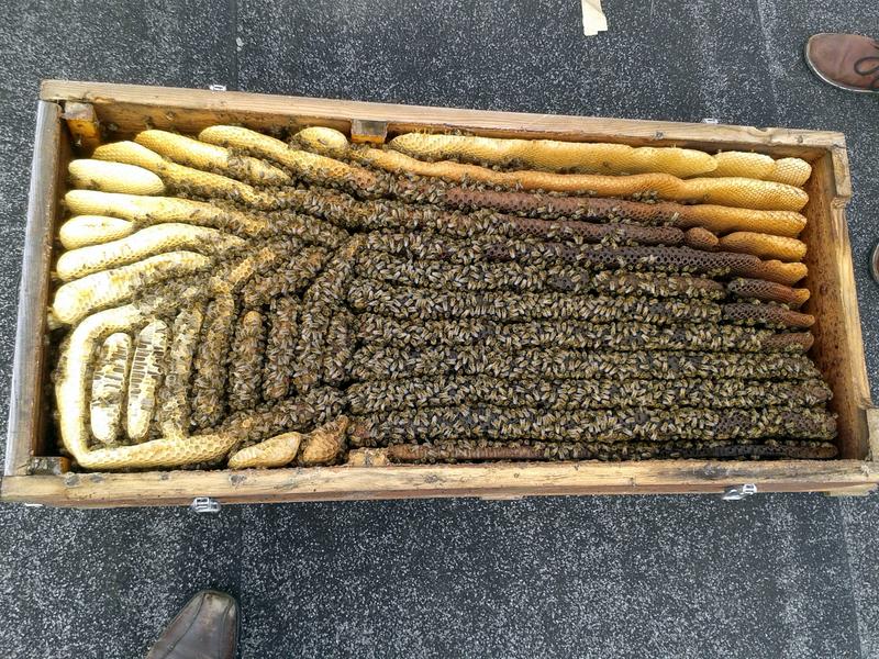 Bienenkiste mit Wildbau im Honigraum (Foto: Gunnar Weidt)