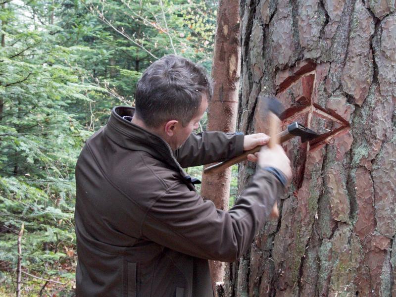 Am Fuß eines jeden Baumes wird ein so genanntes „Tamga“ eingemeißelt - das Signet des Zeidlerclans, der den Baum betreut. (Foto: Dorothea Scheidl-Nennemann)