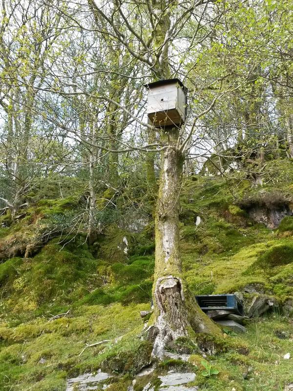 Eine leere Schwarmfangkiste hängt an einer für Bienen attraktiven Stelle. (Foto: Claudia Blauert)