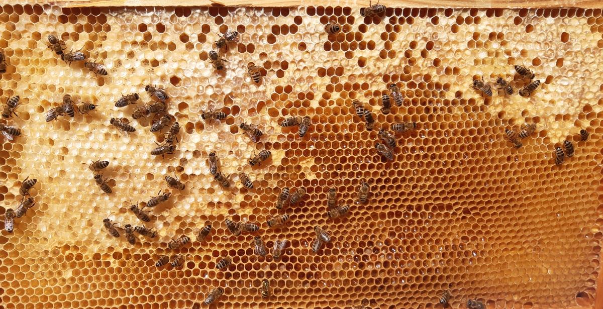 Diese Wabe wurde den Bienen zum Umtragen f&uuml;r 3 Wochen zur&uuml;ckgegeben. Nur teilweise wurde die Aufgabe erledigt, manche Zellen sind noch voll, andere wurden gleich wieder verdeckelt. Zum Schluss verbleiben oft auch trockene, grobe Kristalle in den Zellen. (Foto: Andreas Halder)