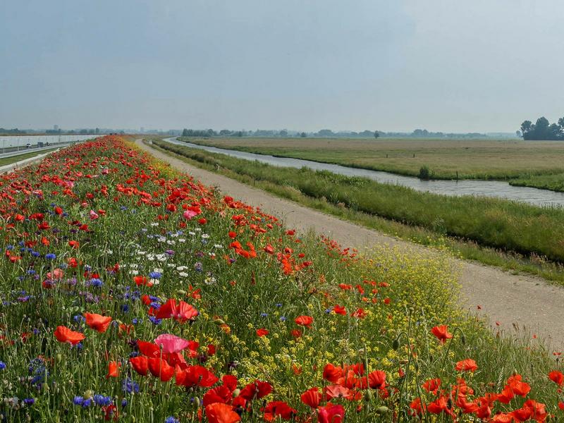 Autobahnen werden dank des Projektes "HoneyHighway" zu Blütenoasen. (Foto: HoneyHighway)