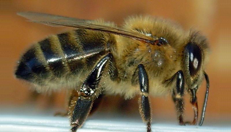 Dunkle Biene (Foto: &bdquo;Abeille-bee-profil&ldquo; von Emmanuel Boutet (CC BY-SA 3.0 &uuml;ber Wikimedia Commons))