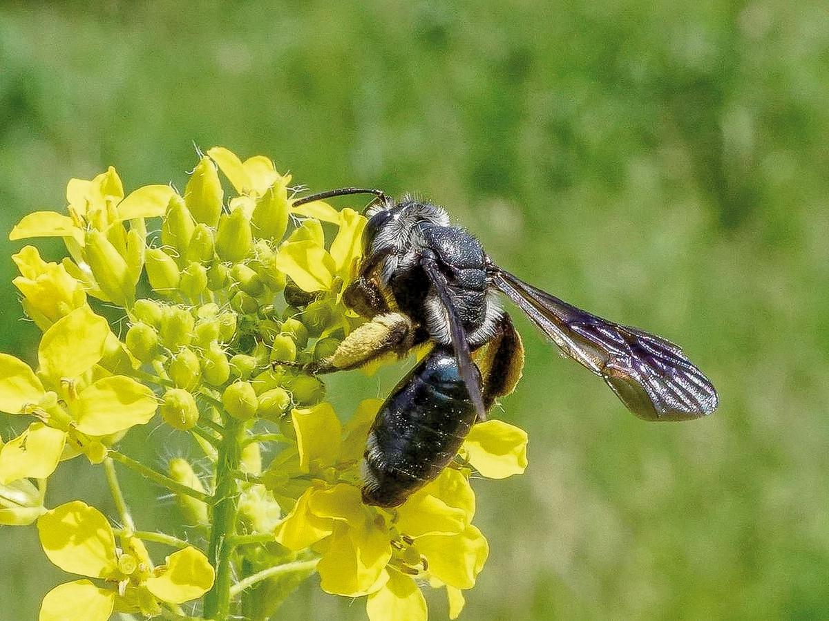 Wildbiene des Jahres: Senf-Blauschillersandbiene (Foto: Ronald Burger)
