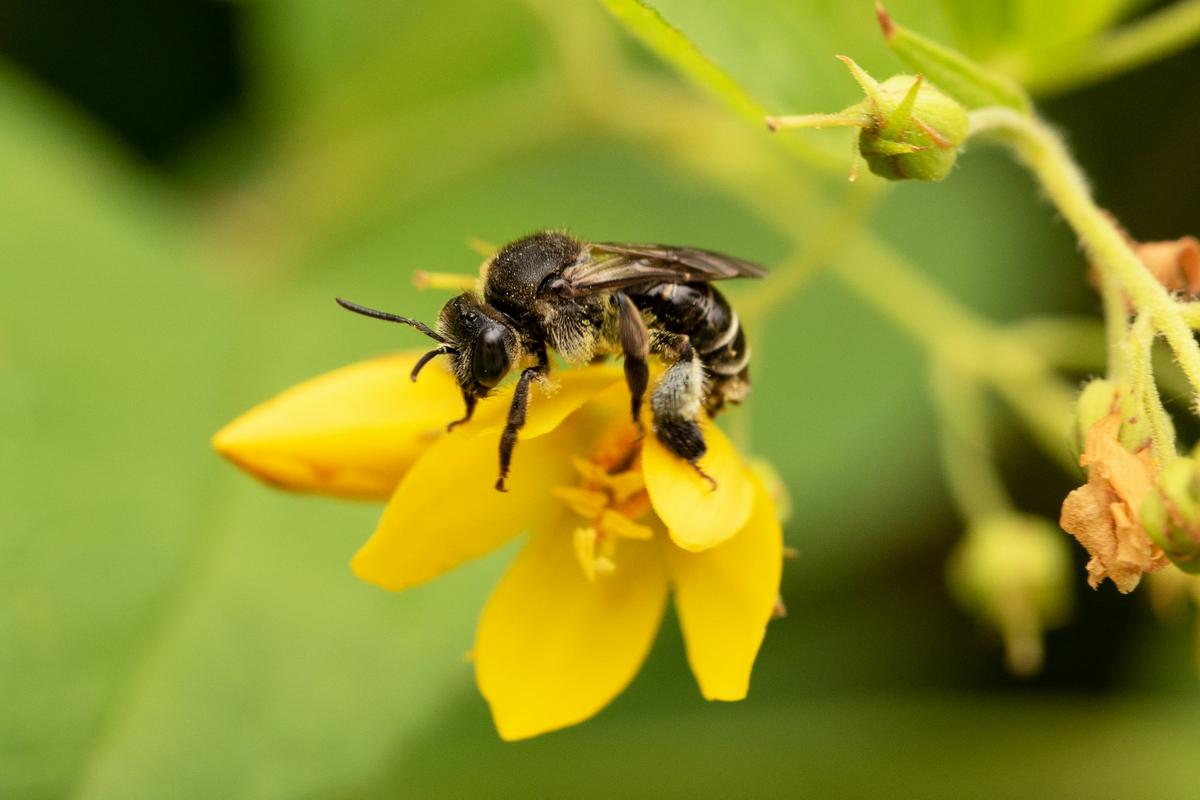 Eine Auen-Schenkelbiene (Weibchen) auf einem Gilbweiderich. (Foto: Anja Eder)