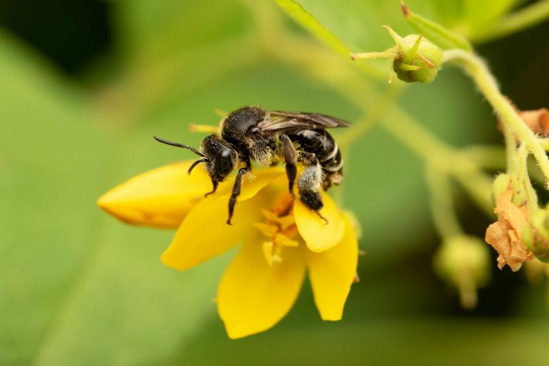 Eine Auen-Schenkelbiene (Weibchen) auf einem Gilbweiderich. (Foto: Anja Eder)