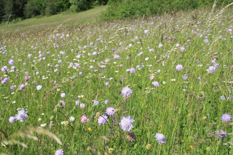 Buntes Gr&uuml;nland: Artenreiche Salbei-Glatthaferwiese mit Bl&uuml;haspekt von Acker-Witwenblume. (Foto: Holger Loritz)