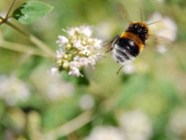 Gartenhummel  (Foto: Barbara Stark)