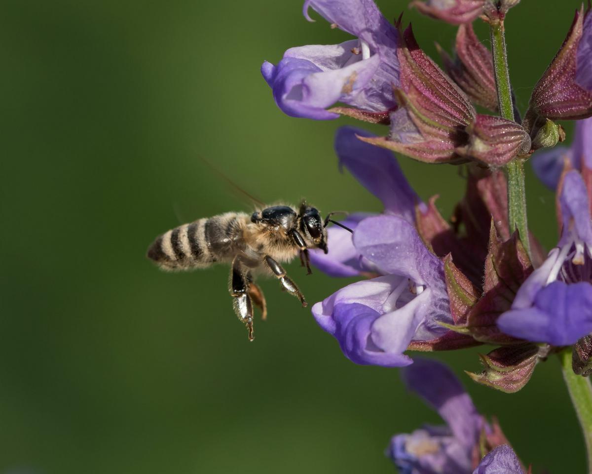 Biene an Echtem Salbei. (Foto: Shutterstock/S.Rotter)