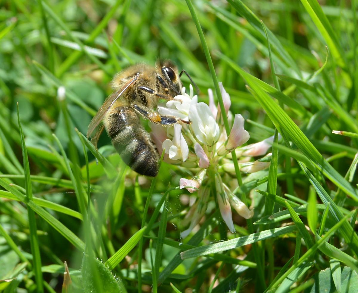 Biene an Kleebl&uuml;te. 