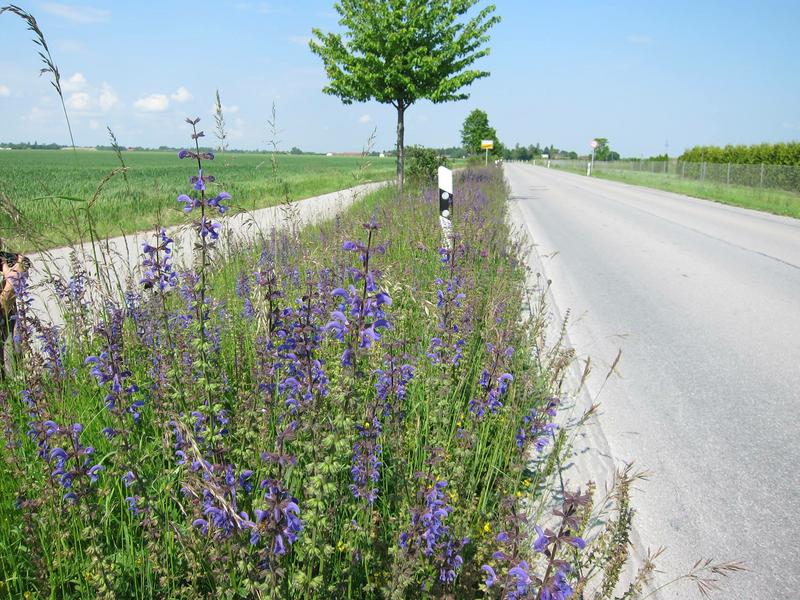 Bienen-Highways am Stra&szlig;enrand. (Foto: Barbara Stark)