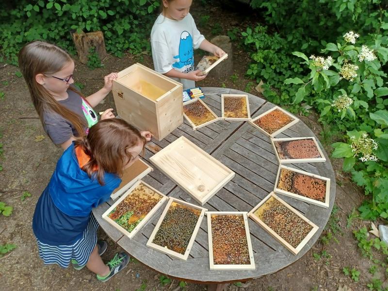 Die Kinder bestaunen die R&auml;hmchen der Modell Einraumbeute. (Foto: Katrin Conzelmann-Stingl)