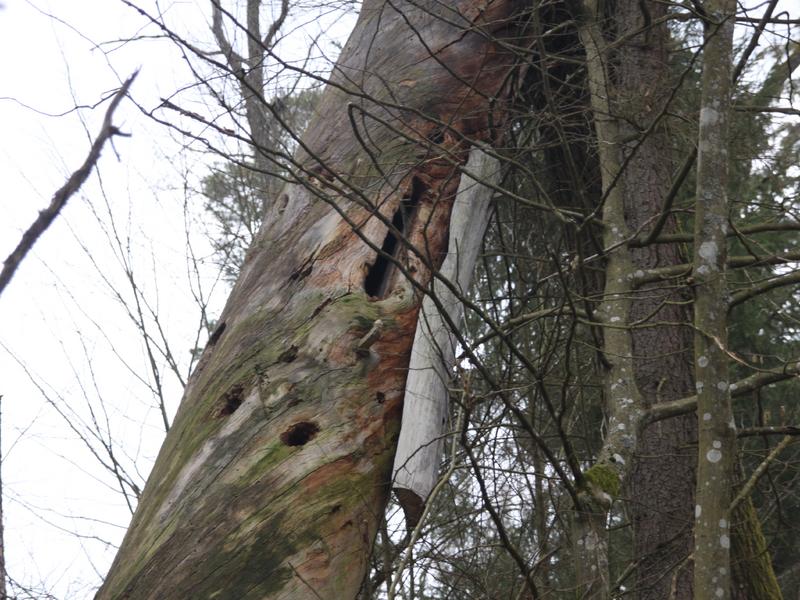 Eine von min. 120 Zeidlerhöhlen,die bis jetzt im Bialowieza Nationalpark entdeckt wurden. Die Höhle wurde seit 1888 nicht mehr bewirtschaftet. Die Kiefer ist etwa um 1900 gestorben und wird nach etwa 120 Jahren als stehendes Totholz demnächst umfallen. (Foto: Frank Krumm)