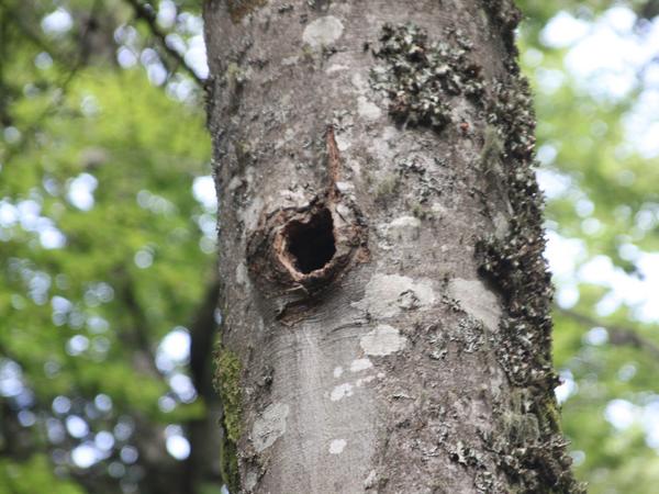 Typischer Astausbruch mit anschließender Holzzersetzung und Höhlenbildung in einer Buche in den französischen Alpen. (Foto: Frank Krumm)