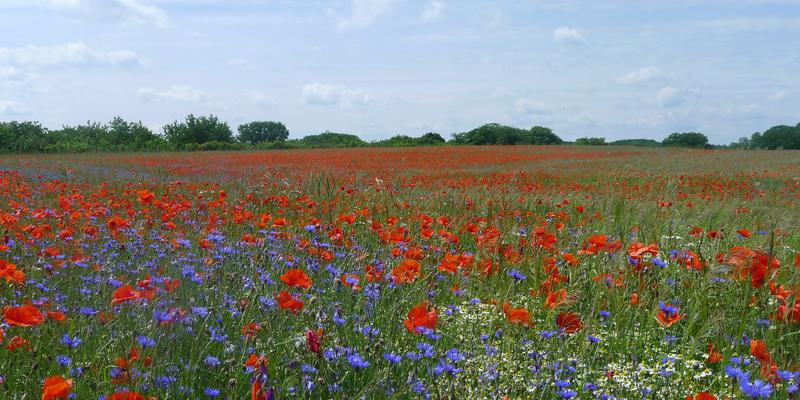 Das Netzwerk BLühende Landschaft setzt sich für mehr Blühflächen für Bienen, Hummeln, Schmetterlinge & Co. ein. (Foto: Anne Spatz)