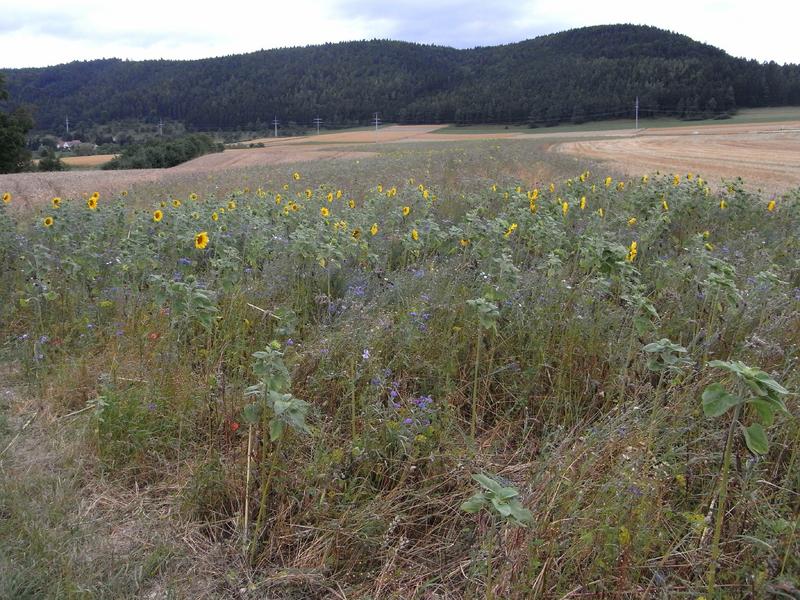 Bl&uuml;hstreifen mit der einj&auml;hrigen FAKT-Saatgutmischung, bei Tuttlingen 