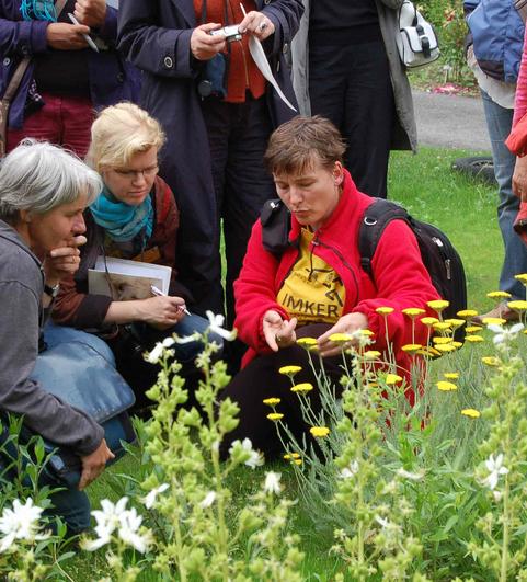 Wildbienen und Bl&uuml;ten 