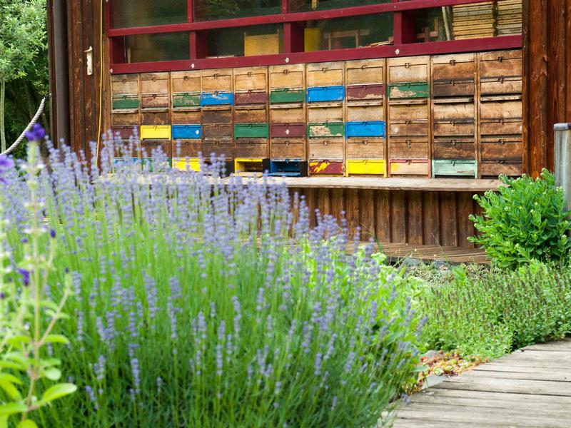 Bienenhaus und Insektengarten (Foto: N. Poeplau)