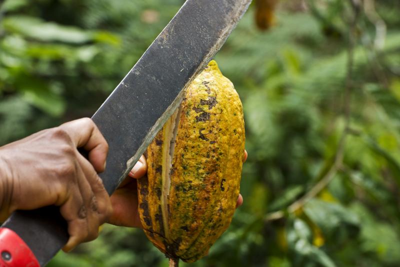 Die Kakao-Schoten werden mit der Machete geöffnet, um an die wertvollen Kako-Bohnen zu kommen. (Foto:  Pacari®)