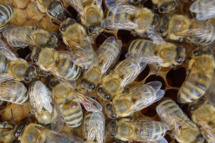 Varroa auf Arbeiterinnen