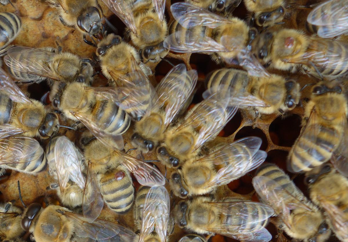 Zeichen f&uuml;r starken Befall: Varroamilben auf den Bienen (Foto: Katrin Sonnleitner)
