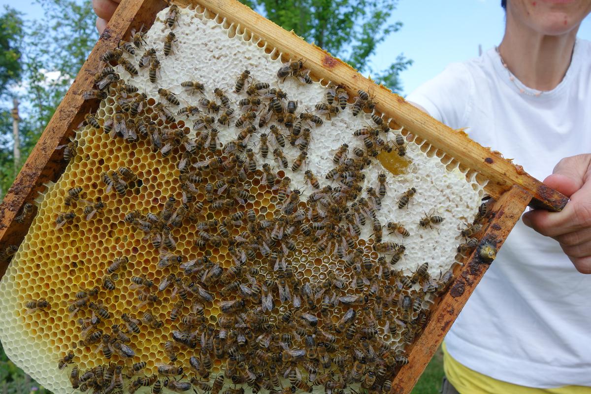 Dem Wesen der Bienen auf der Spur - im Mellifera Ausbildungsverbund. (Foto: Katrin Sonnleitner)