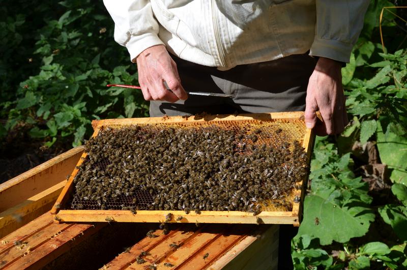 Einiges zu beachten gibt es in Zukunft f&uuml;r Bienenhalter*innen. (Foto: Lydia Wania-Dreher)