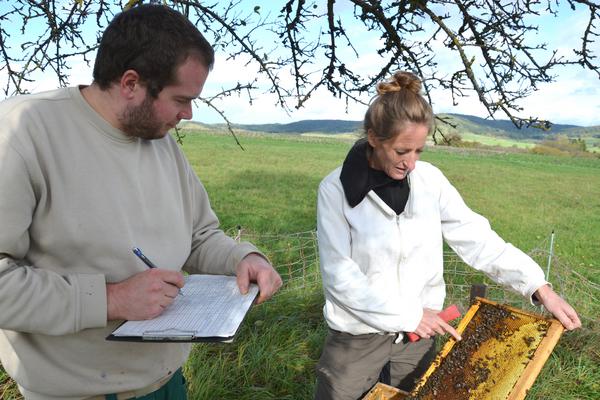 Dr. Eva Frey und Imker Kilian R&uuml;bsamen bei der Arbeit (Foto: Lydia Wania-Dreher)