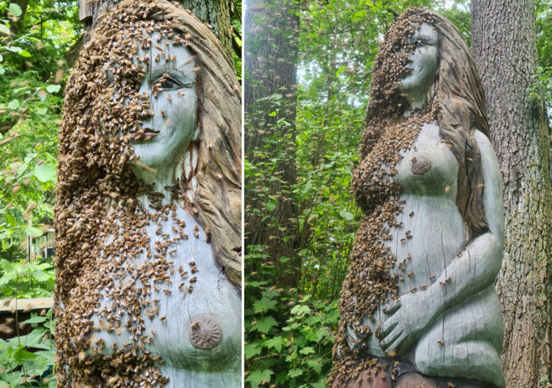 Selbst&auml;ndiger Schwarmeinzug in Melissa. So wundersch&ouml;n, dieses Ereignis zu beobachten. Mehr Infos und Fotos: salzundhonig.de. (Foto: Philipp Terhorst)