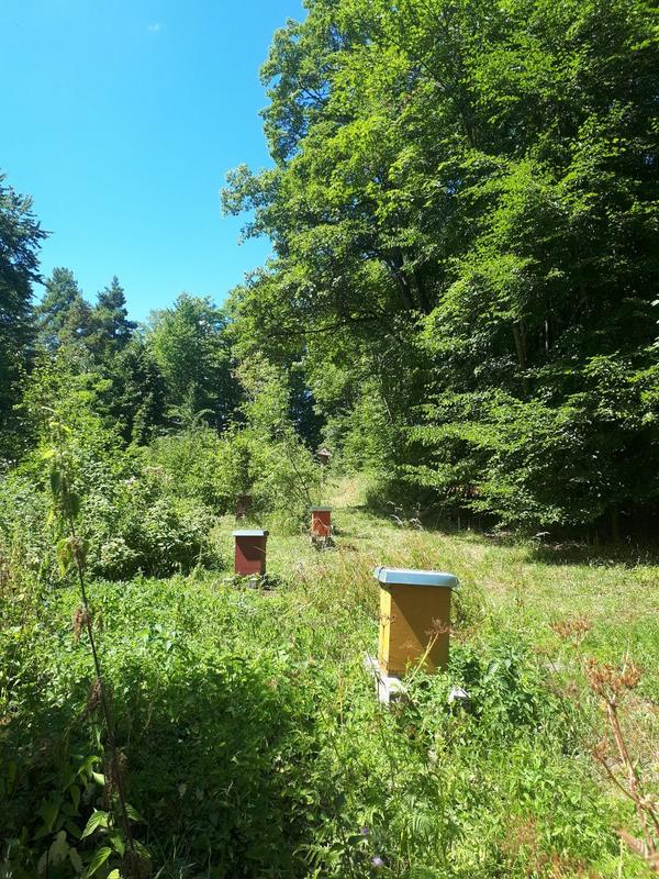 Der Bienengarten Oberndorf ist ein wahres Paradies für Mensch und Tier. 2023 werden hier zahlreiche Veranstaltungen stattfinden – für Groß & Klein. (Foto: Alica Kipp)