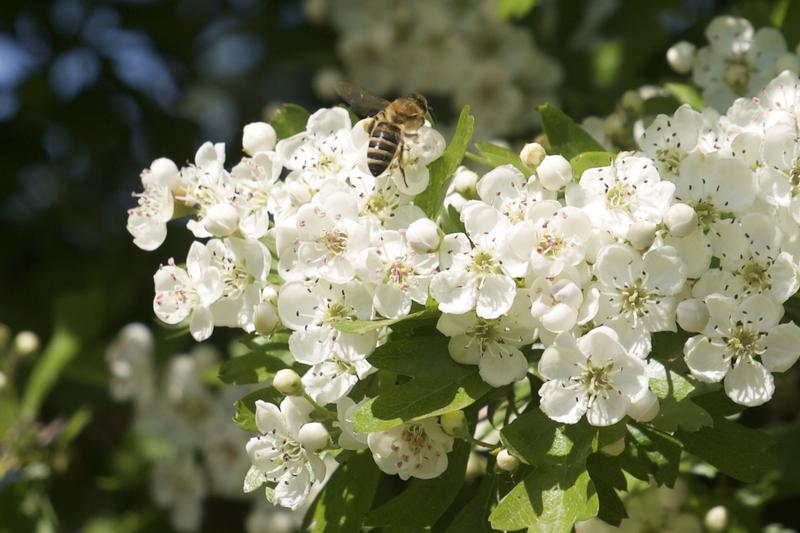 Eine Honigbiene labt sich an den Bl&uuml;ten des Wei&szlig;dorns. (Foto: Dr. Linda Trein)