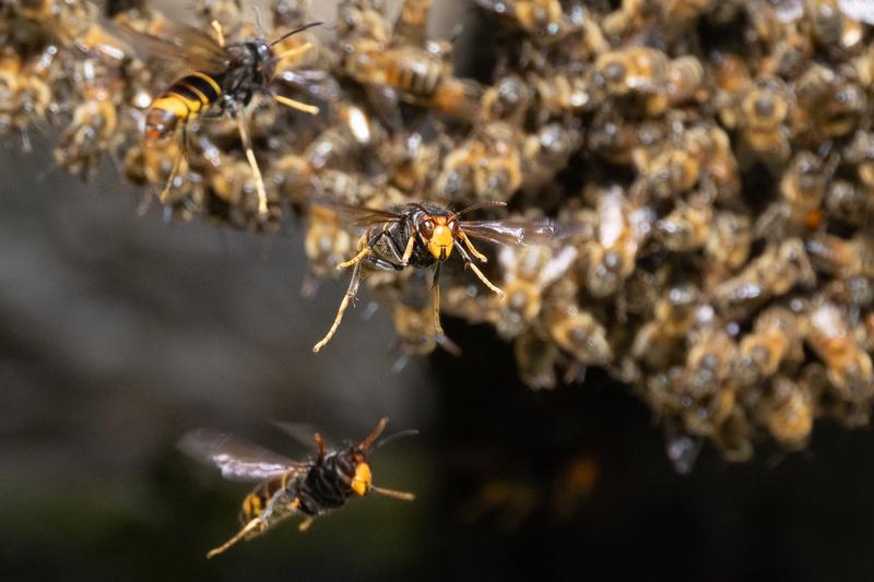 Asiatische Hornissen jagen vor einem Bienenstock (Foto: Marcello Kutzner - www.foto-kutzner.de)