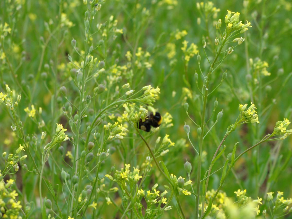 Leindotter bietet reichlich Nektar und Pollen f&uuml;r Bienen, Hummeln & Co. (Foto: Patric Bies)