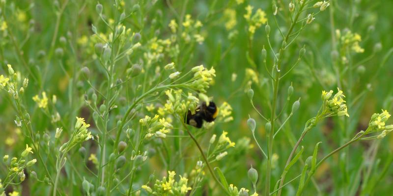 Für Hummeln & Co. bietet Leindotter reichlich Pollen und Nektar. (Foto: www.leindotter.de/Patric Bies)
