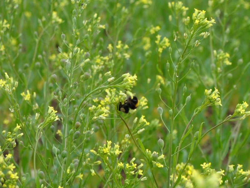 F&uuml;r Hummeln & Co. bietet Leindotter reichlich Pollen und Nektar. (Foto: www.leindotter.de/Patric Bies)