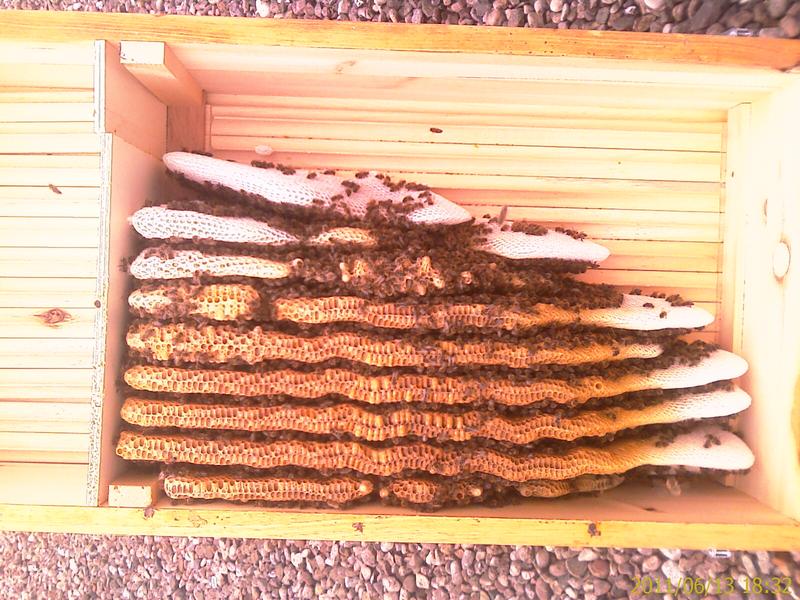 14 Schwarmzellen in einem sechs Wochen alten Bienenvolk 