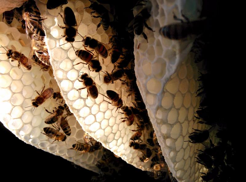 frei gebautes Wabenwerk im Innern einer Bienenwohnung 