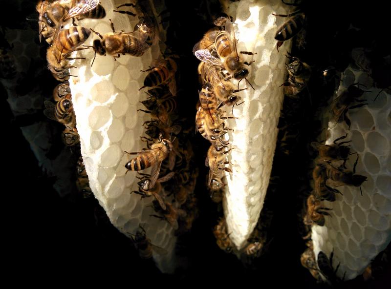 Bienen bauen an Naturwabe 