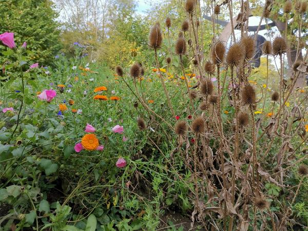  (Foto: Die vertrockneten Stängel der Wilden Karde bieten Nützlingen nach der Blühsaison ein Winterquartier, die Samenstände nähren Vögel wie den Distelfink (M. Holler))