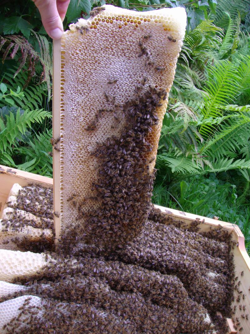 Bienen bauen an Naturwabe 