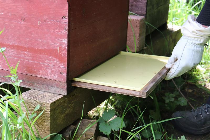 Um alle abgestorbenen Milben aufzufangen, wird die Varroa-Schale in den unteren Teil der Beute geschoben. (Foto: Nick Leukhardt)