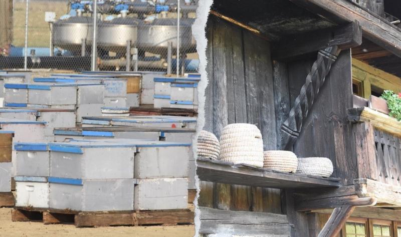 Industrielle Imkerei vs. traditionelle Bienenhaltung. (Foto: Martin Kunz)