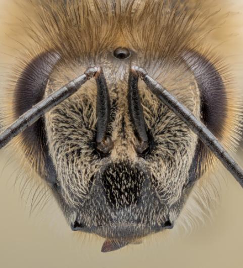 &Uuml;ber Facettenaugen, F&uuml;hler und unz&auml;hlige Sinneshaare beziehen Honigbienen, Apis mellifera, wichtige Informationen, um ihre Aufgaben im Alltag auszuf&uuml;hren. (Foto: Ingo Arndt)
